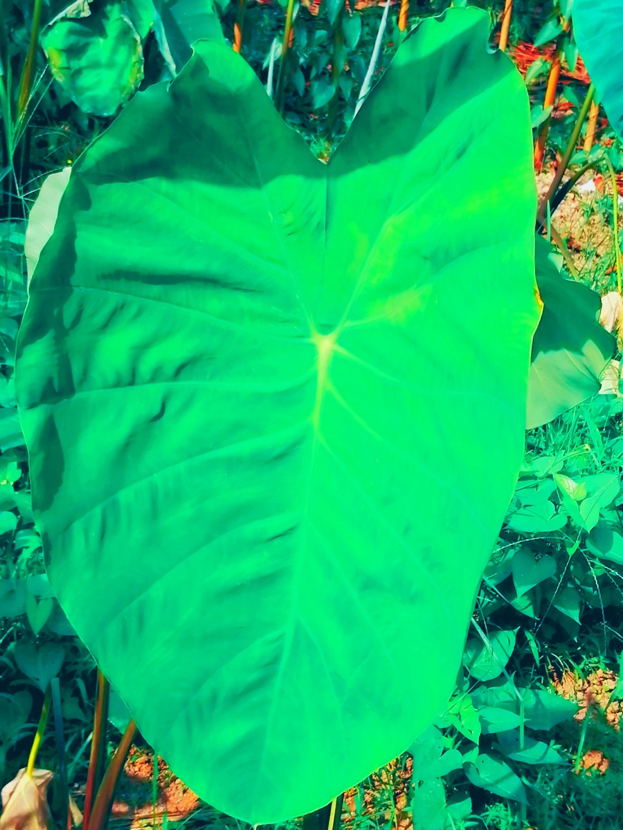 芋叶- 彩虹dnjh - 图虫