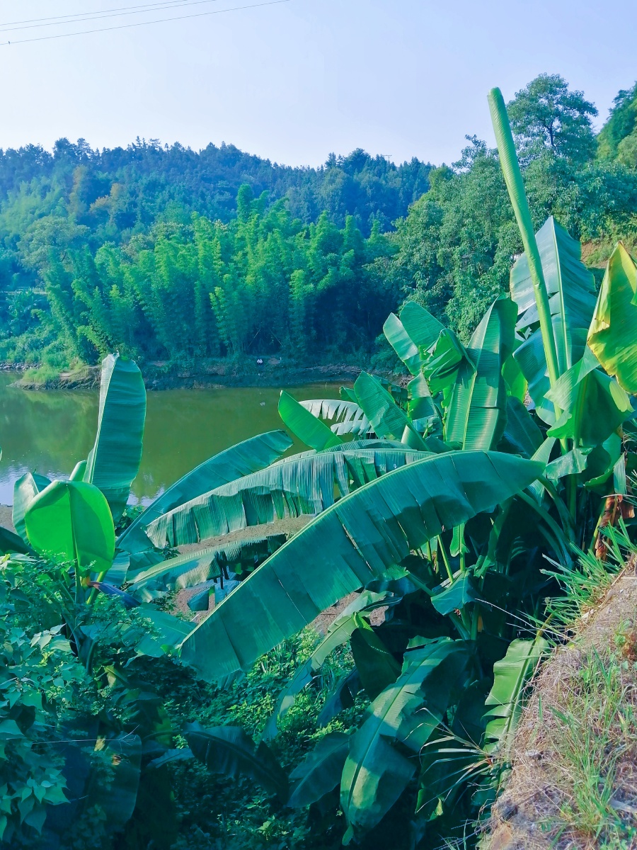 河边芭蕉