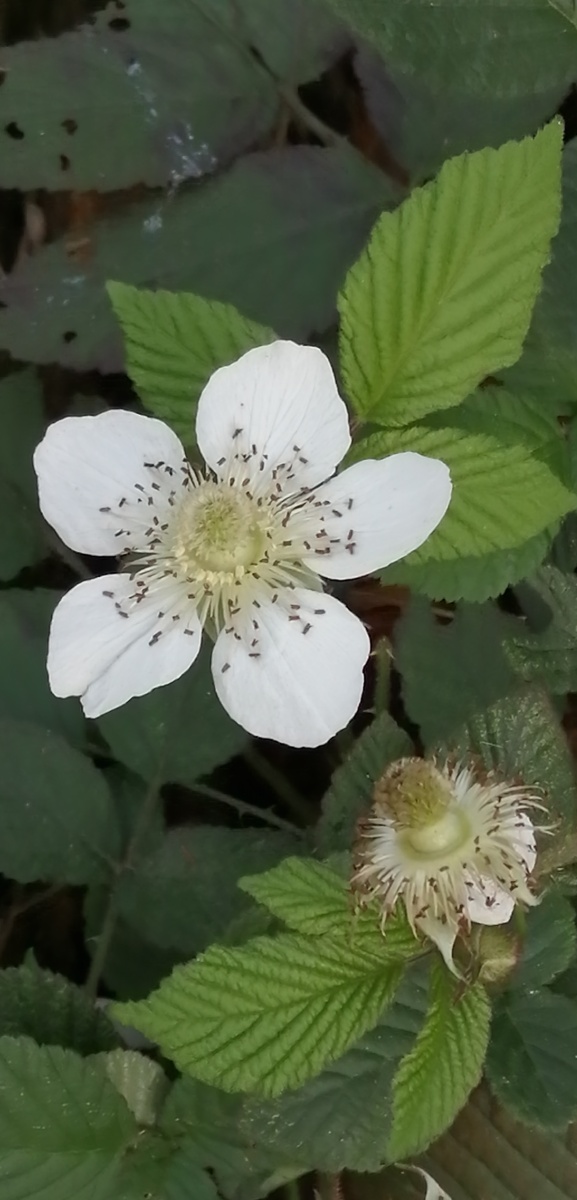 野草莓开出的花朵