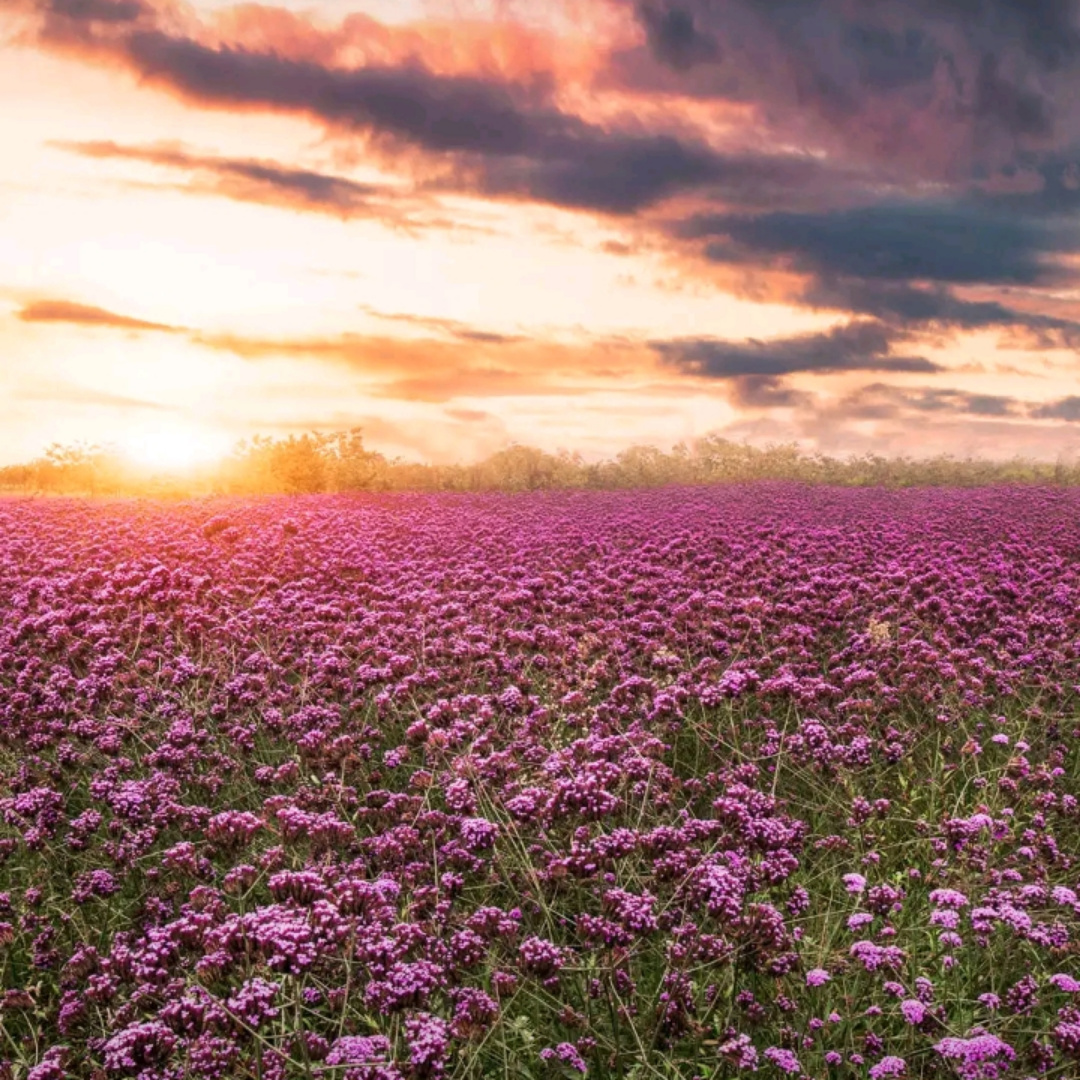 那一片花海那一年的你彩霞映红了那一年的你