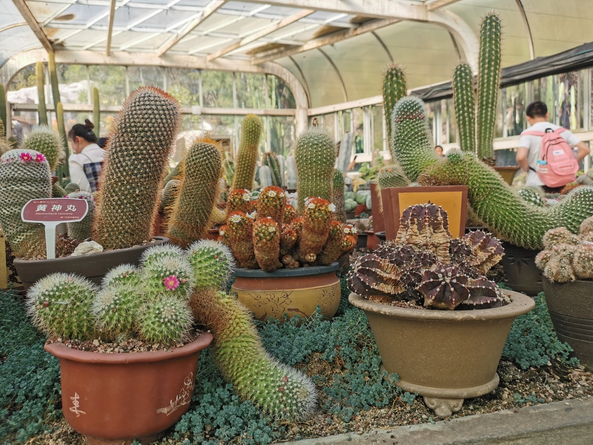 厦门植物园多肉植物馆