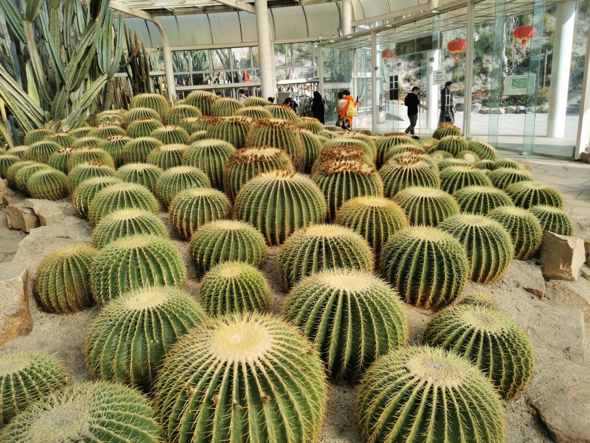 厦门植物园多肉植物馆