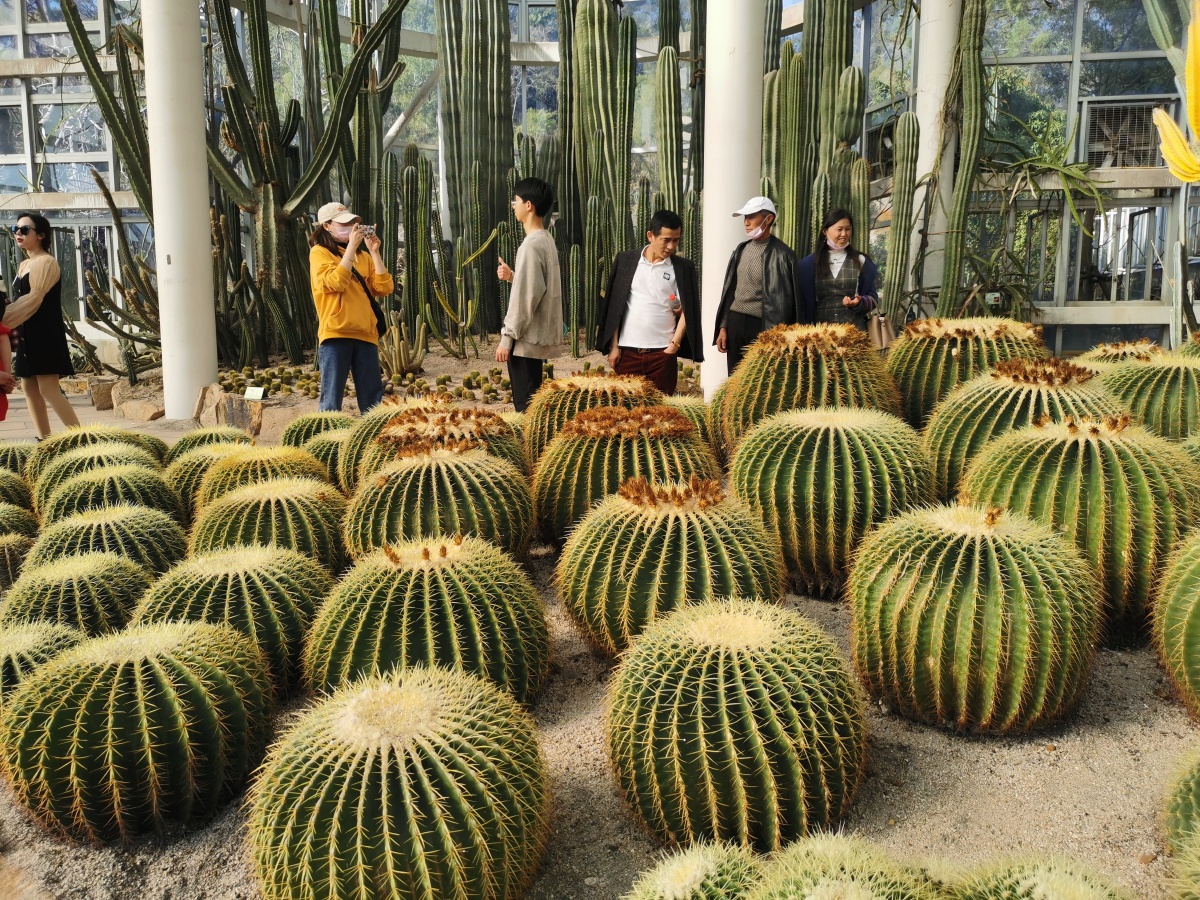厦门植物园多肉植物馆