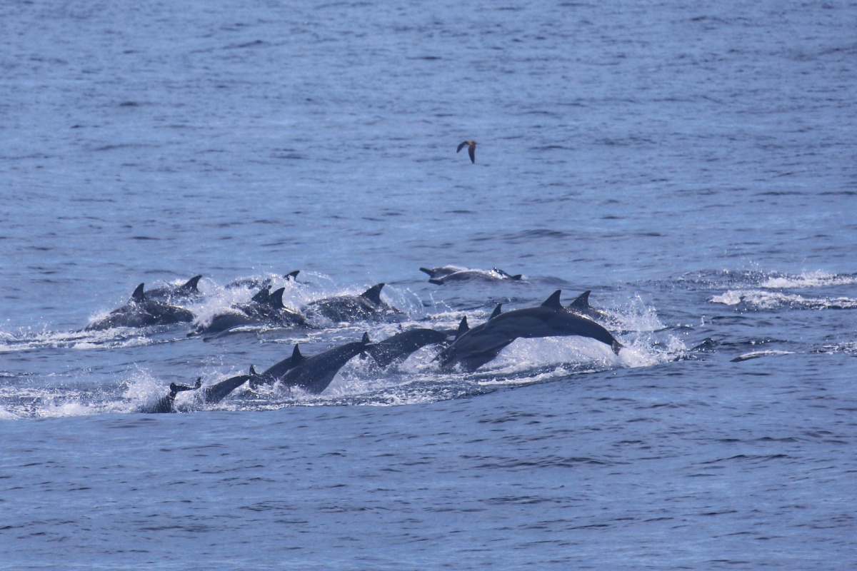 福建厦门海豚畅游大海