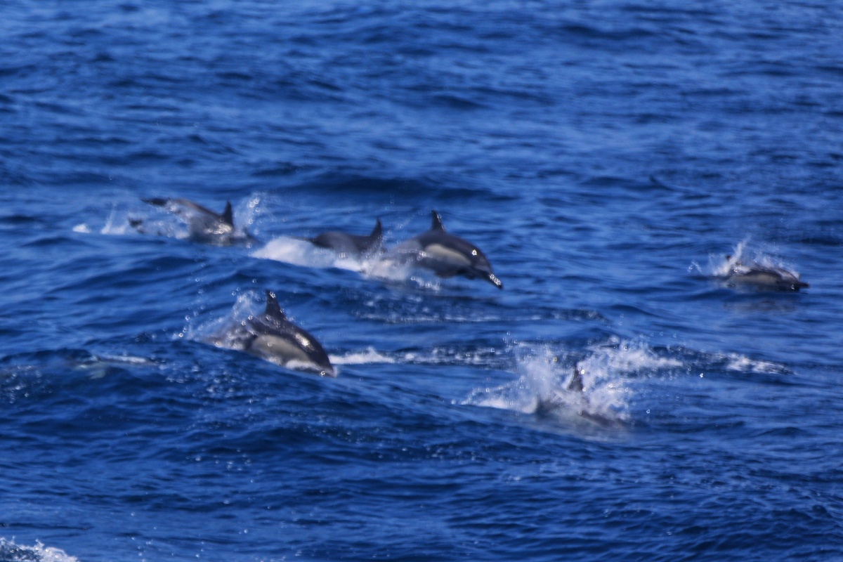 福建厦门海豚畅游大海