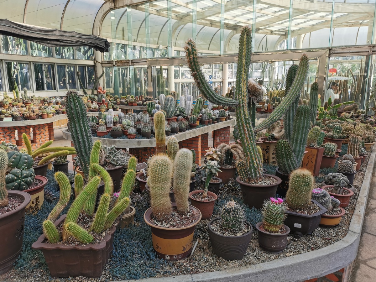 厦门植物园多肉植物馆