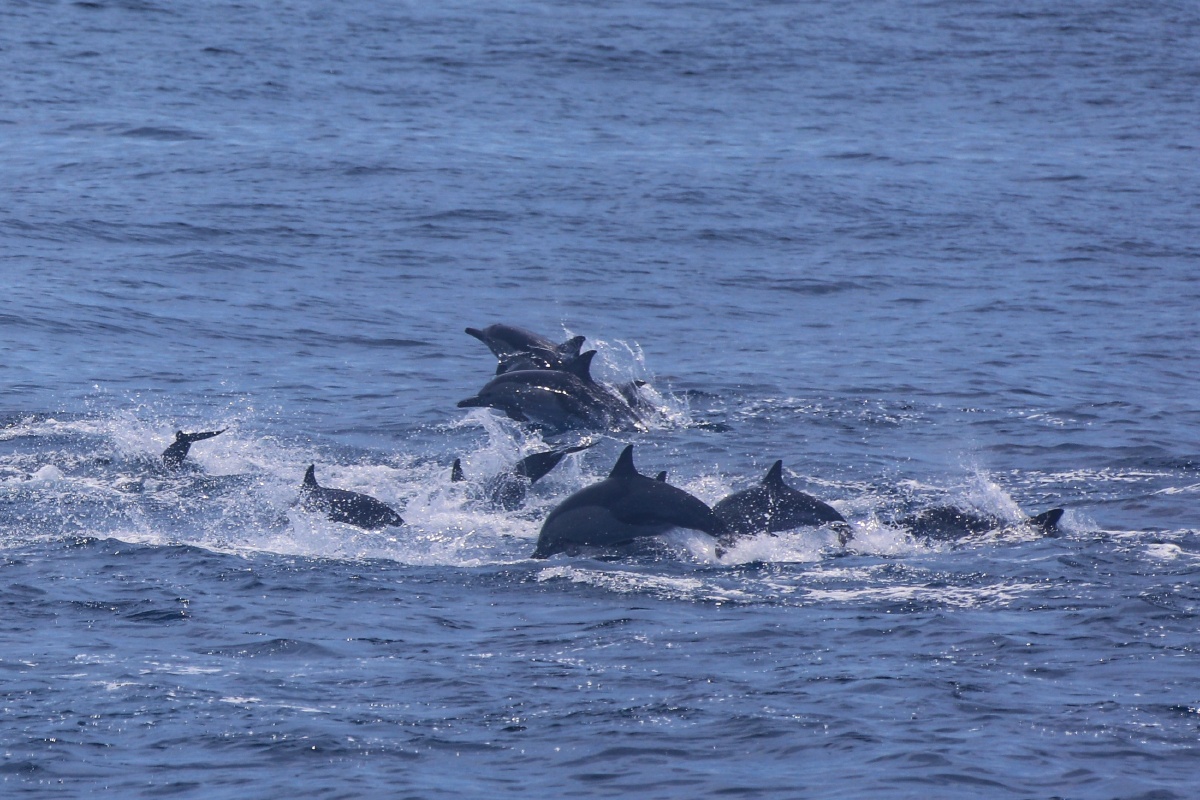 福建厦门海豚畅游大海
