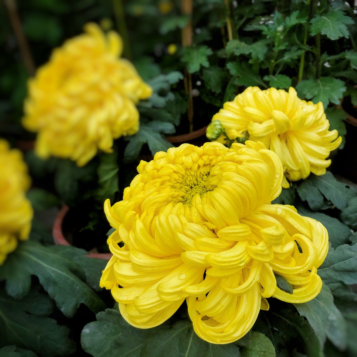 关注独自迎春蟹爪菊我爱街拍摄影小组圈子花花瓣绽放菊花花园购买并