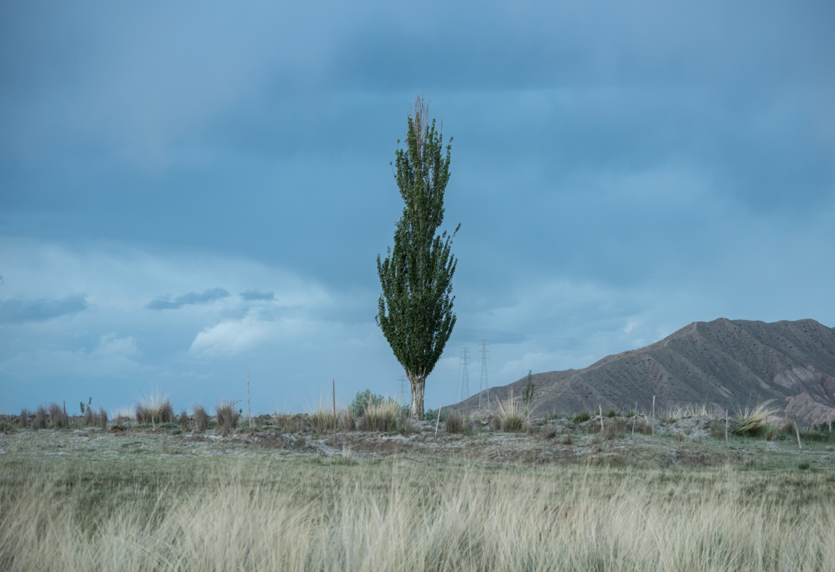 一棵树立在黄昏中.