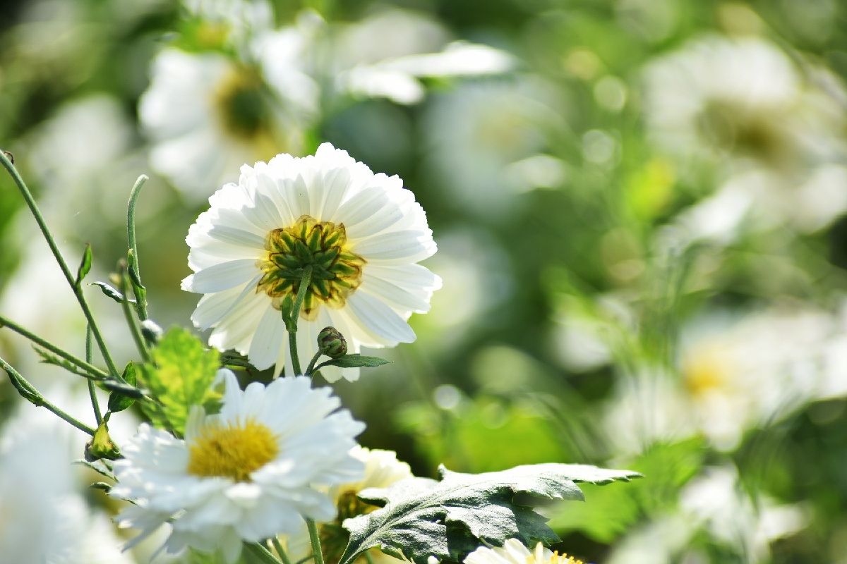 浙江桐乡石门镇杭白菊文化节