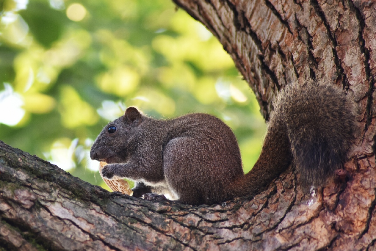 杭州湖滨的松鼠