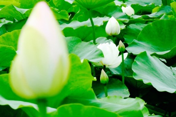 Canon EF -M 18-150mm 1:3.5-6.3 IS STM, 样片