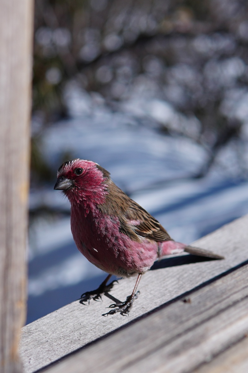 黄龙的红腹山雀