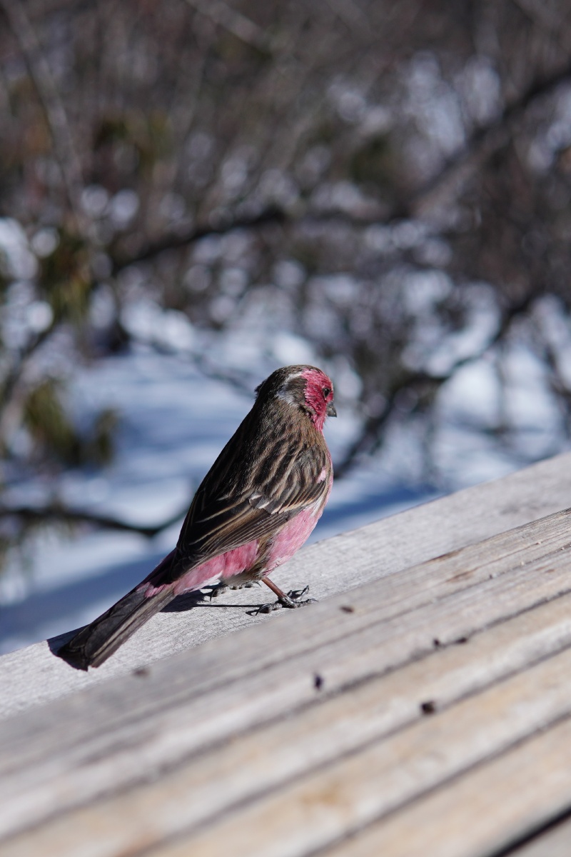 黄龙的红腹山雀