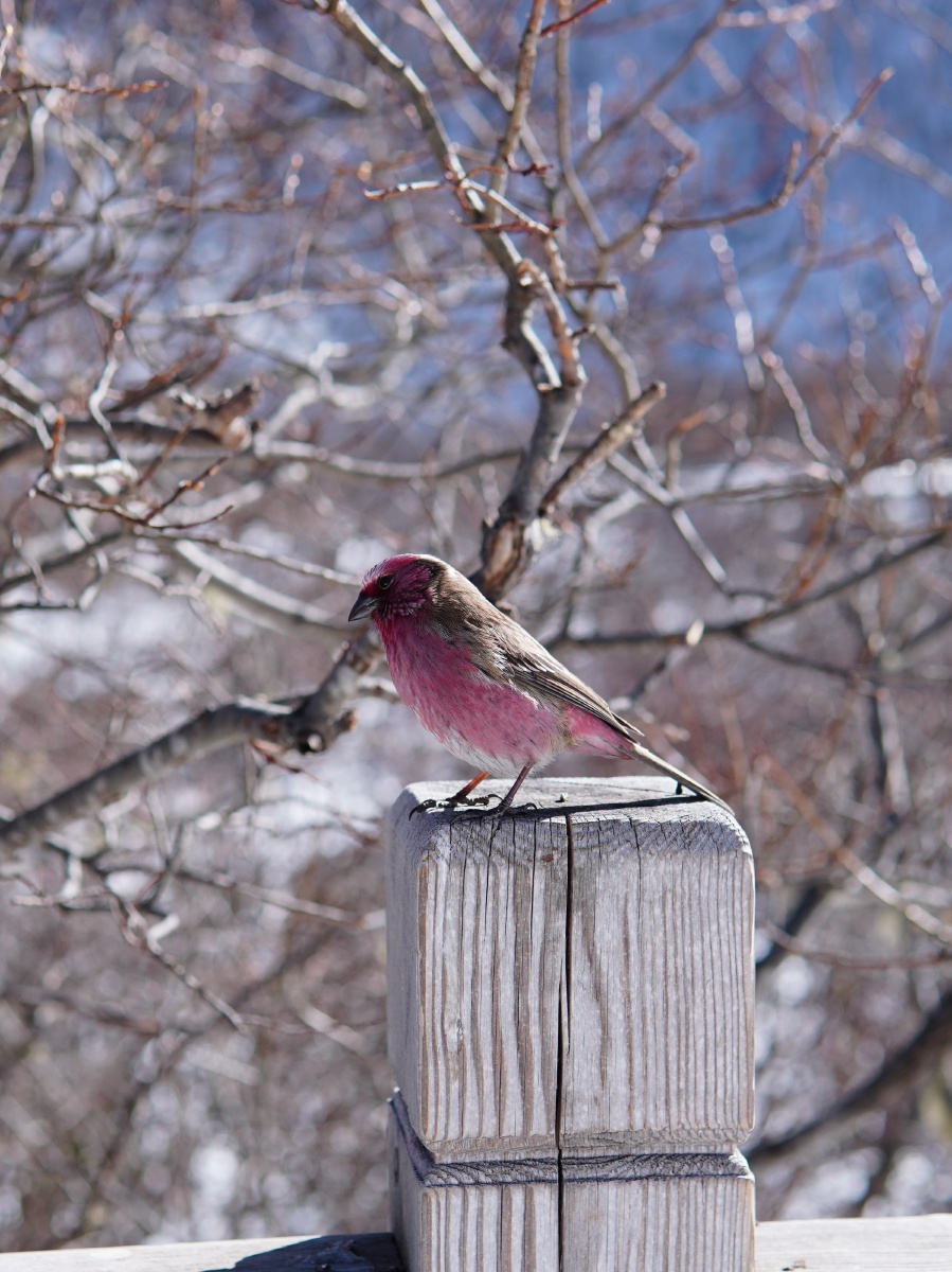黄龙的红腹山雀