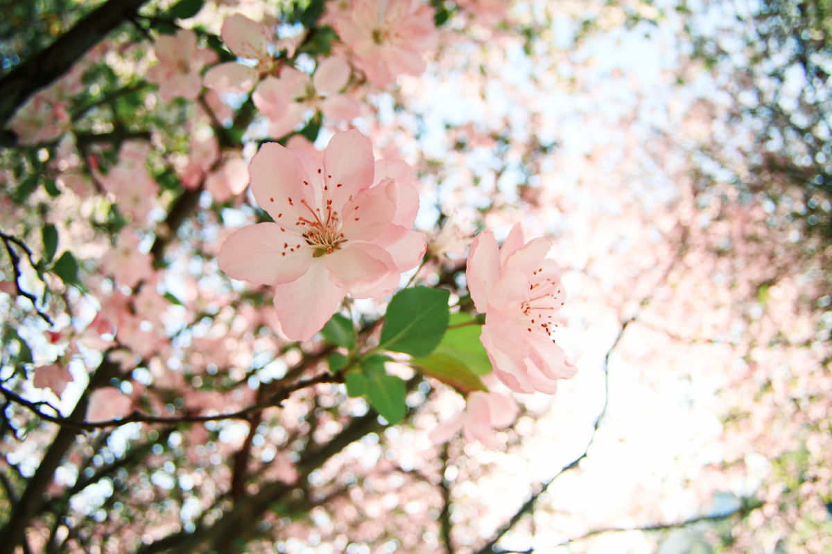 樱花的样子