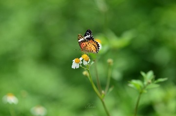 DSC_4057_