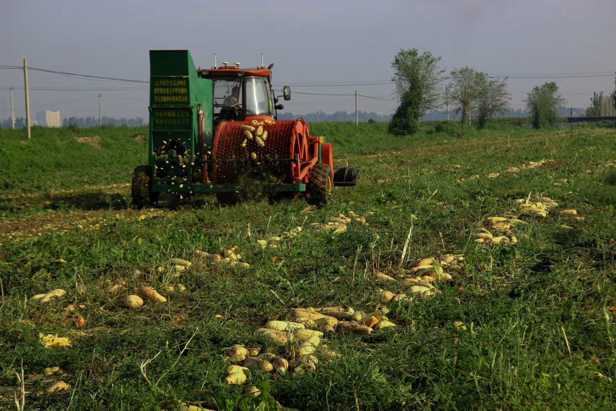 收获西葫芦瓜籽就是我们平常吃的南瓜子