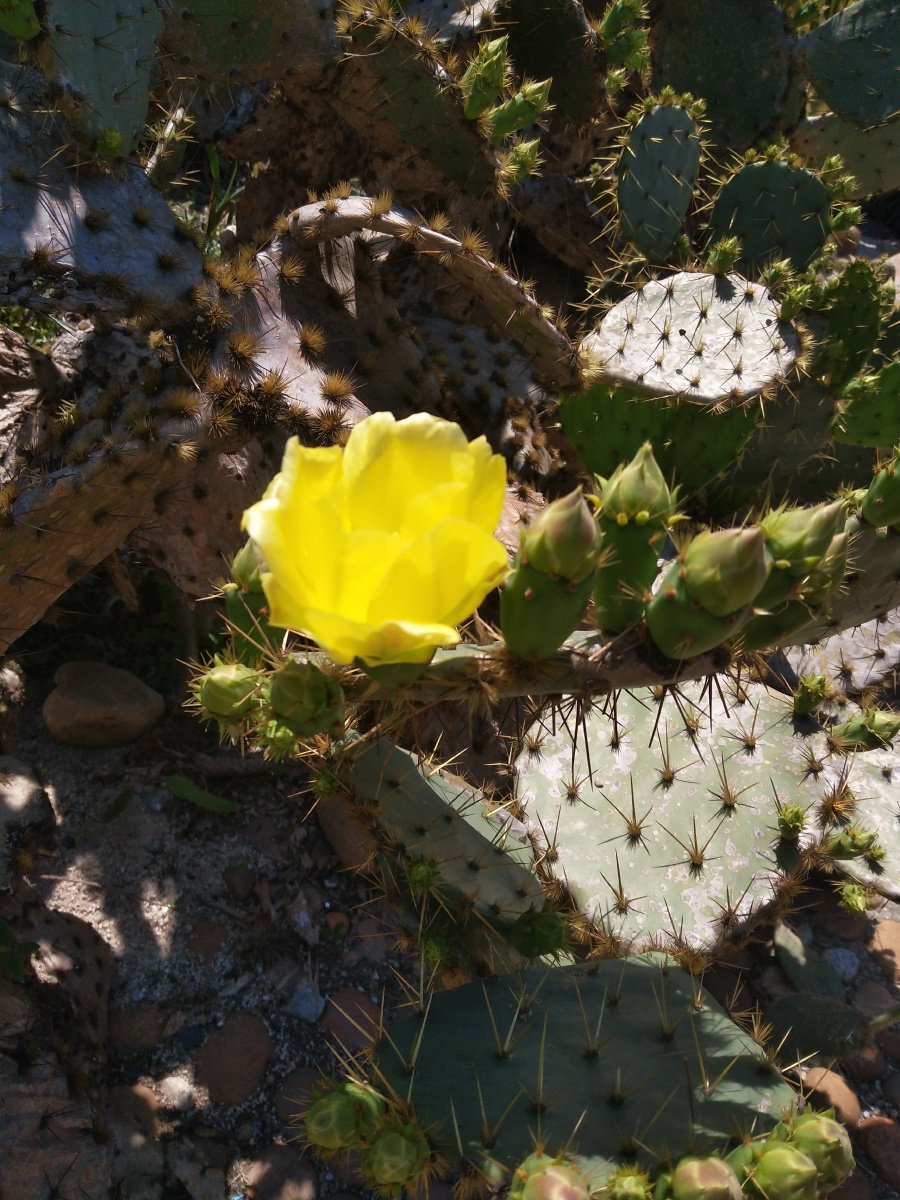 黄刺- 格子2020 - 图虫