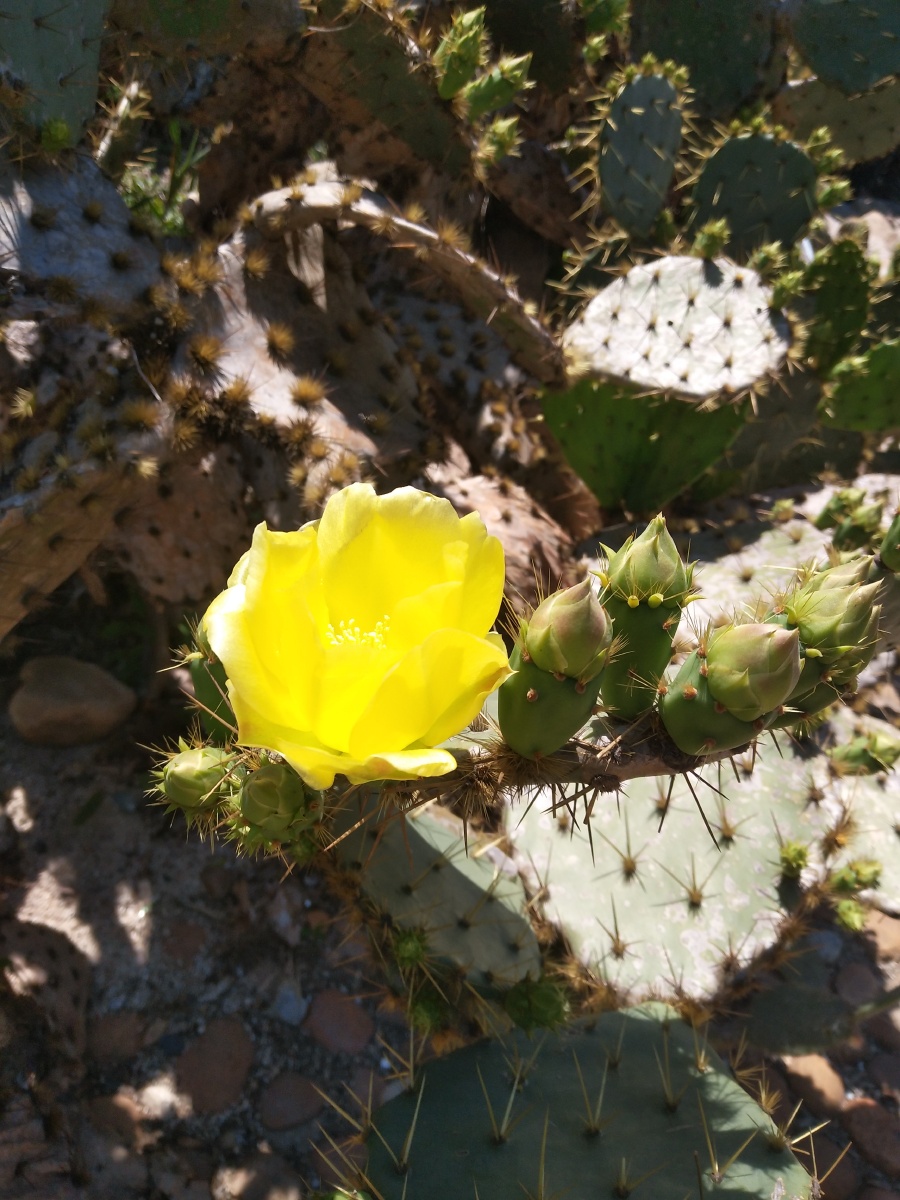 黄刺- 格子2020 - 图虫