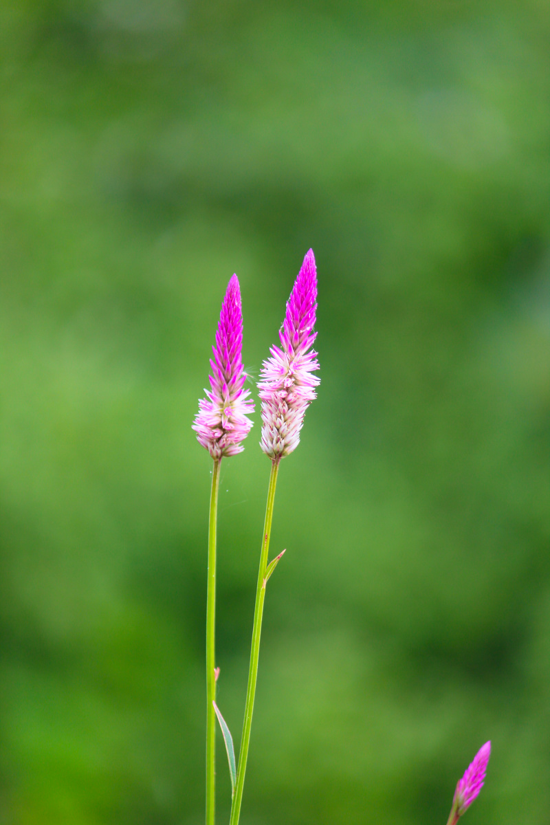 路边沾花惹草招蜂引蝶