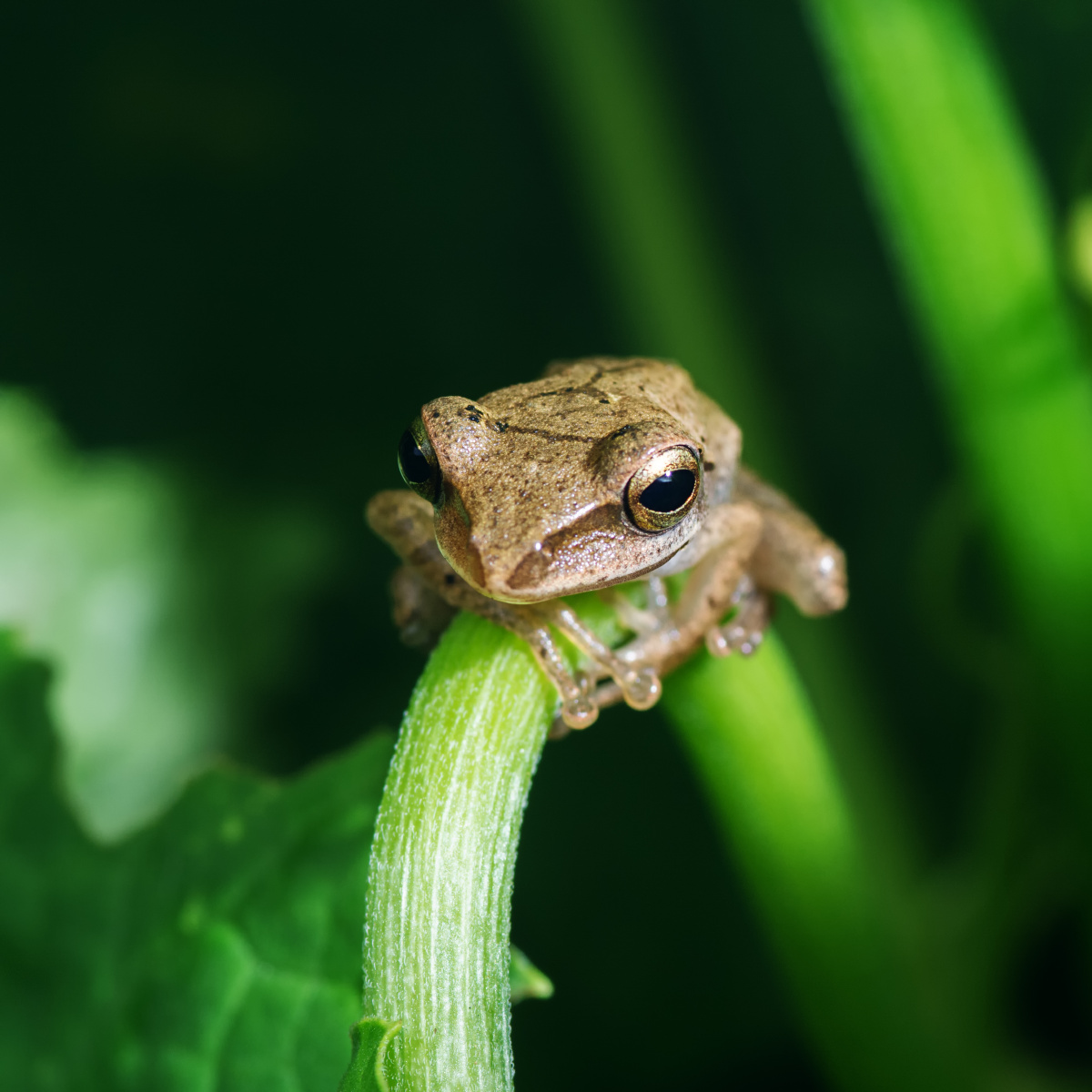 我是一只小青蛙呱呱呱呱呱