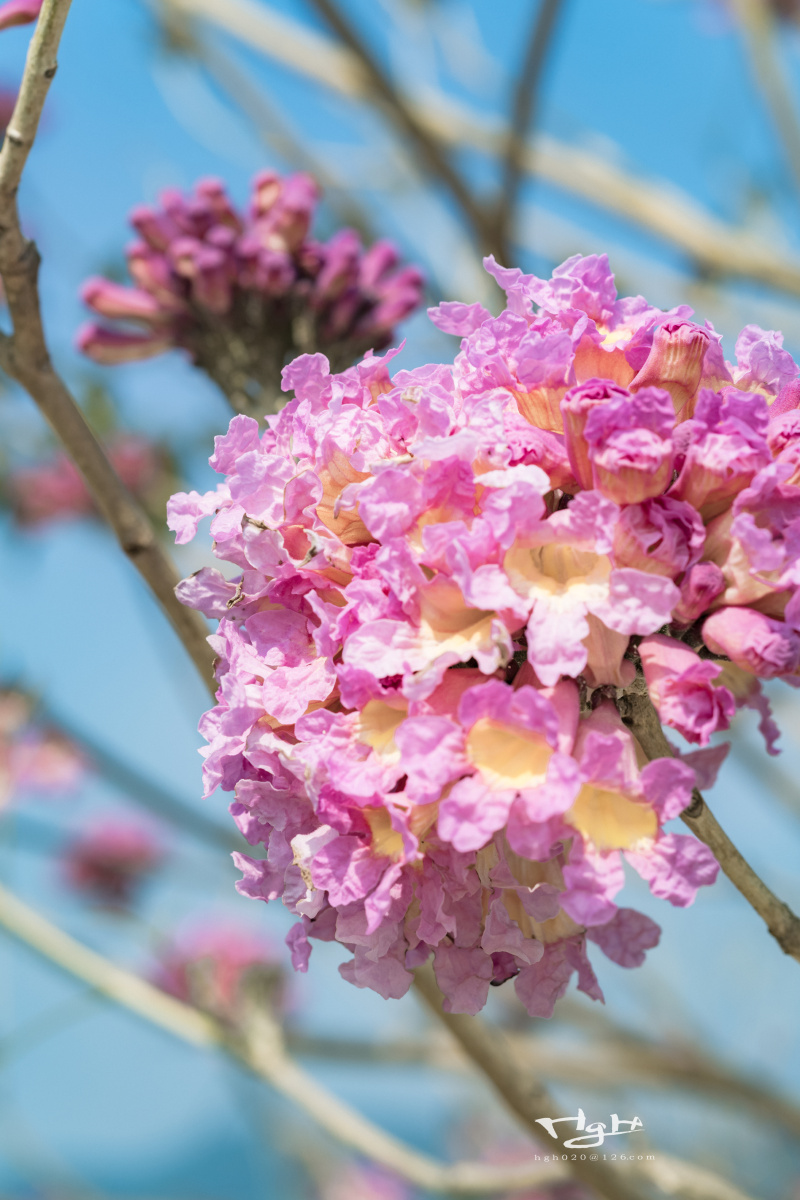 紫风铃 - 江舟995