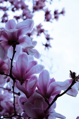 C4BA3FD3-3793-405B-942E-9B6C9E850FAD/L0/001