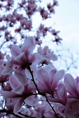 FA2528F5-3445-414E-9F87-E456414F3D2B/L0/001