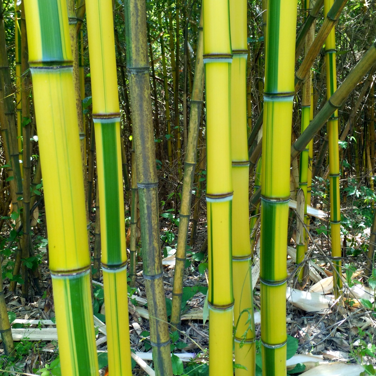 竹类植物品种众多,千姿百态,与生活息息相关,渊源流长,形成了独特中国