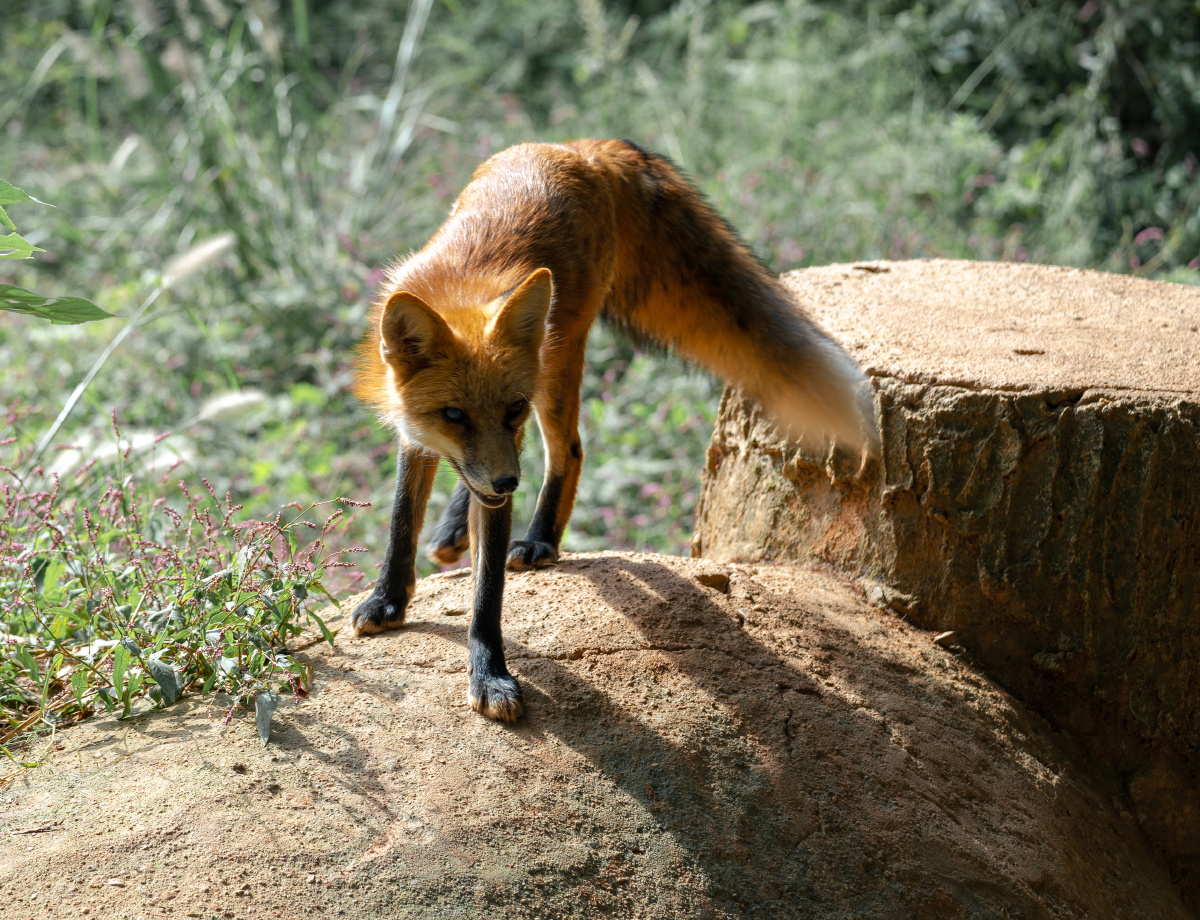 被圈养的野生动物可怜的独眼火狐