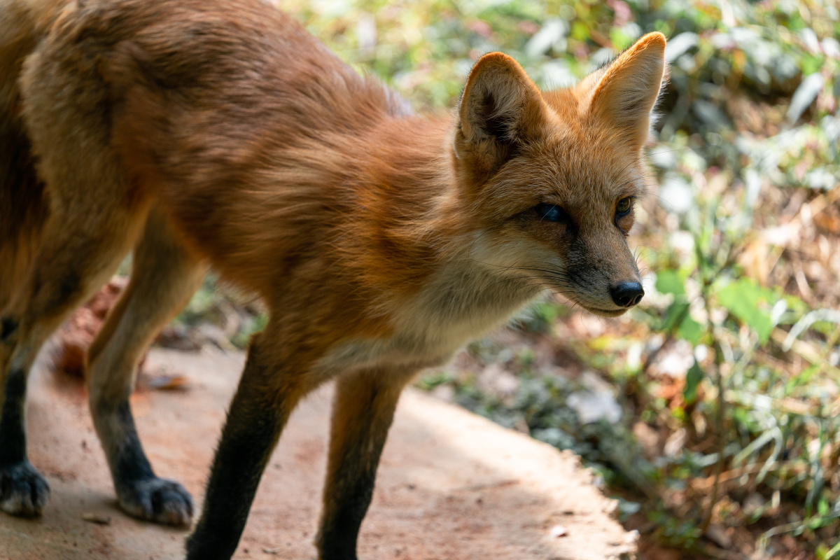 被圈养的野生动物可怜的独眼火狐