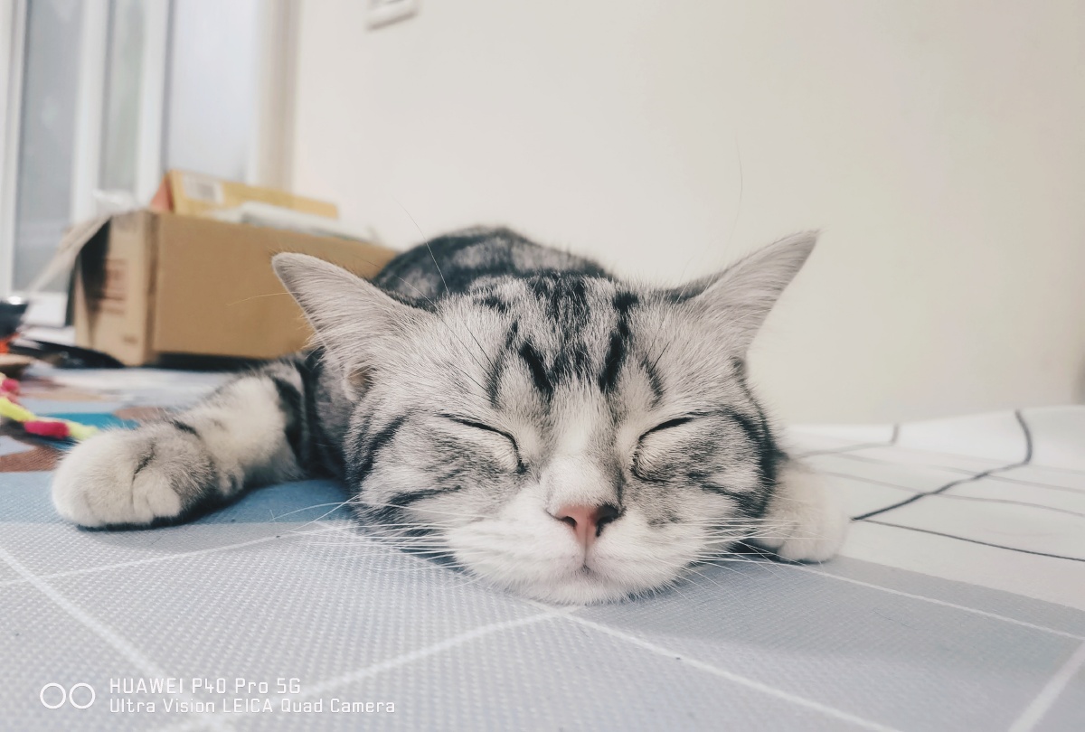 喵星人的日常生活萌宠睡姿大挑战华为摄影爱好者手机摄影圈我和猫孩子
