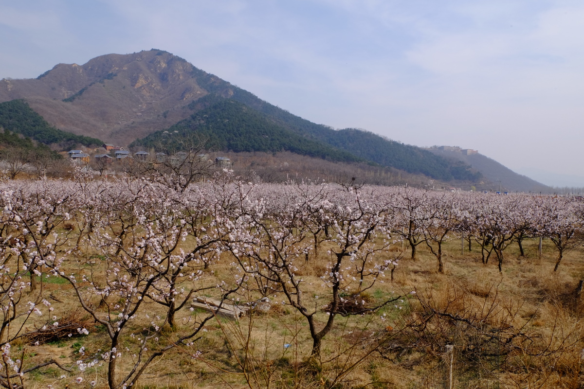 北京平谷北寨杏花海