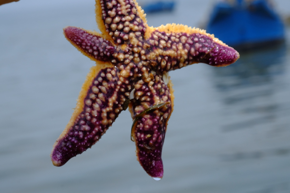 大连广鹿岛海星海星