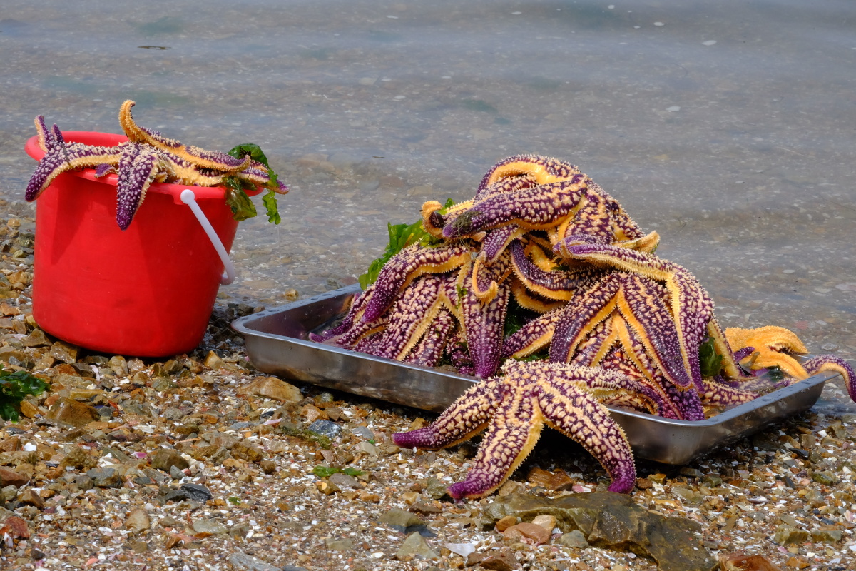 大连广鹿岛海星海星
