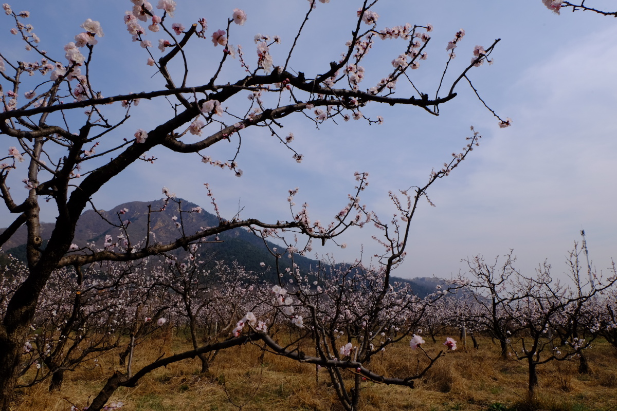 北京平谷北寨杏花海