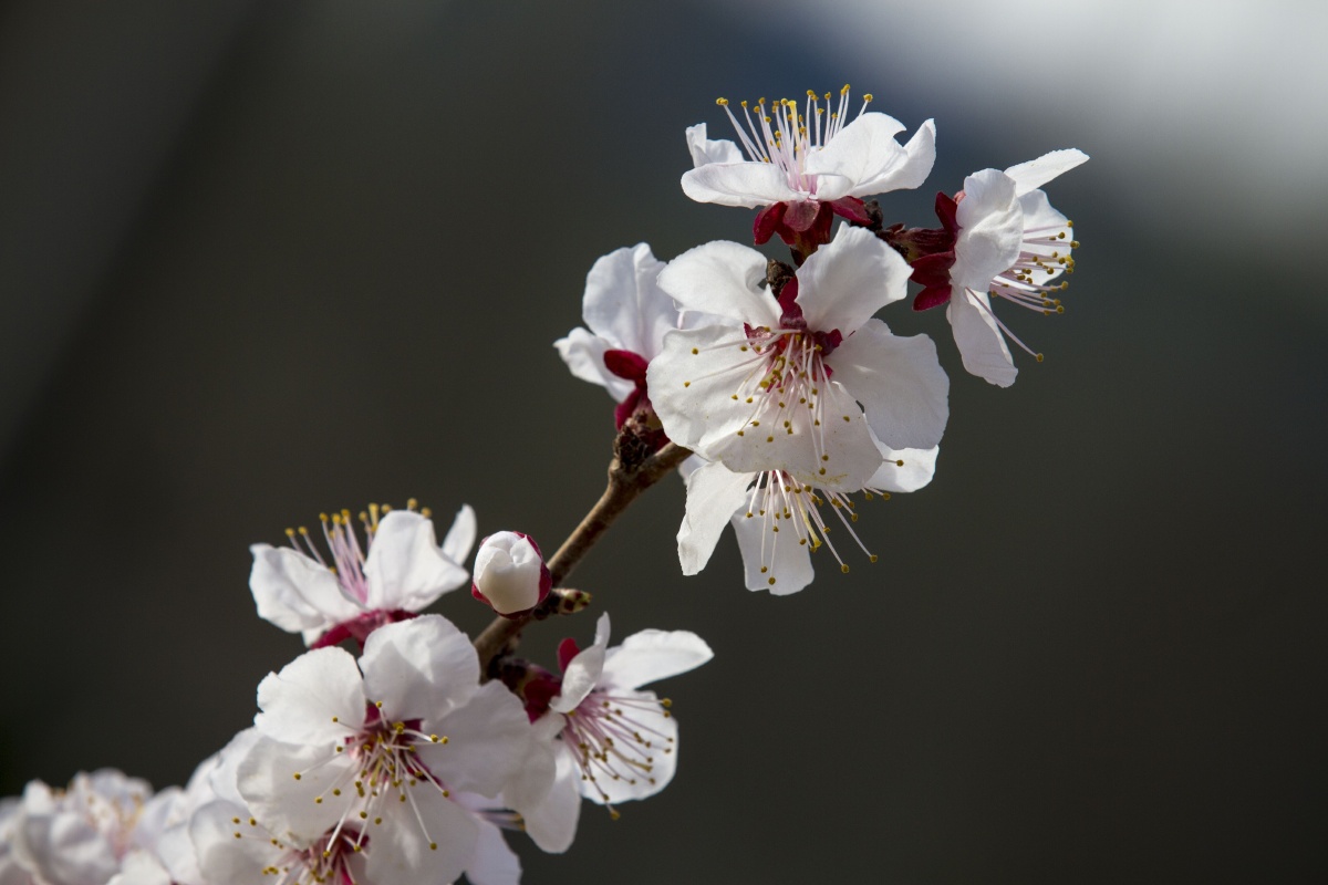 道是春风及第花