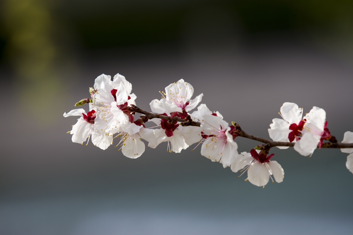 道是春风及第花