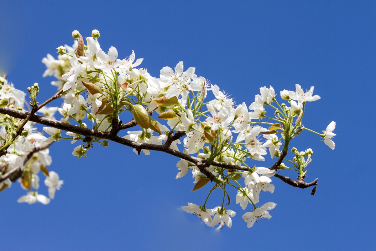 梨花开香雪海 - 新疆人沈冰 - 图虫