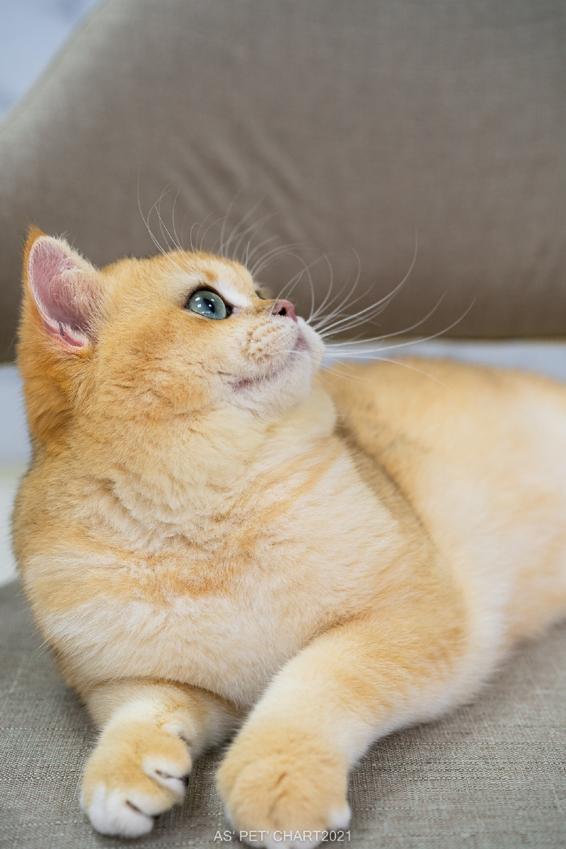 超级乖巧的猫咪