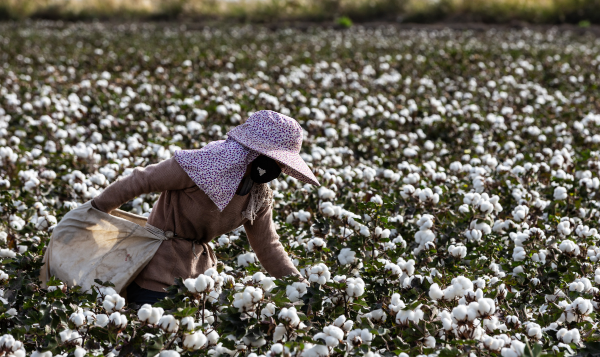 2017年国庆假期,新疆棉田里的采棉工人
