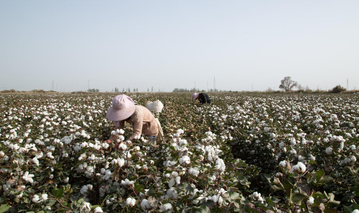 2017年国庆假期,新疆棉田里的采棉工人