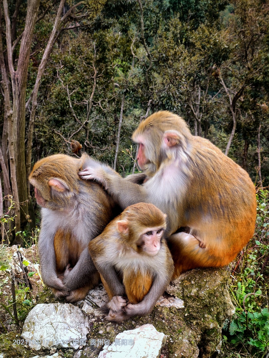 旅拍黔灵山猴林