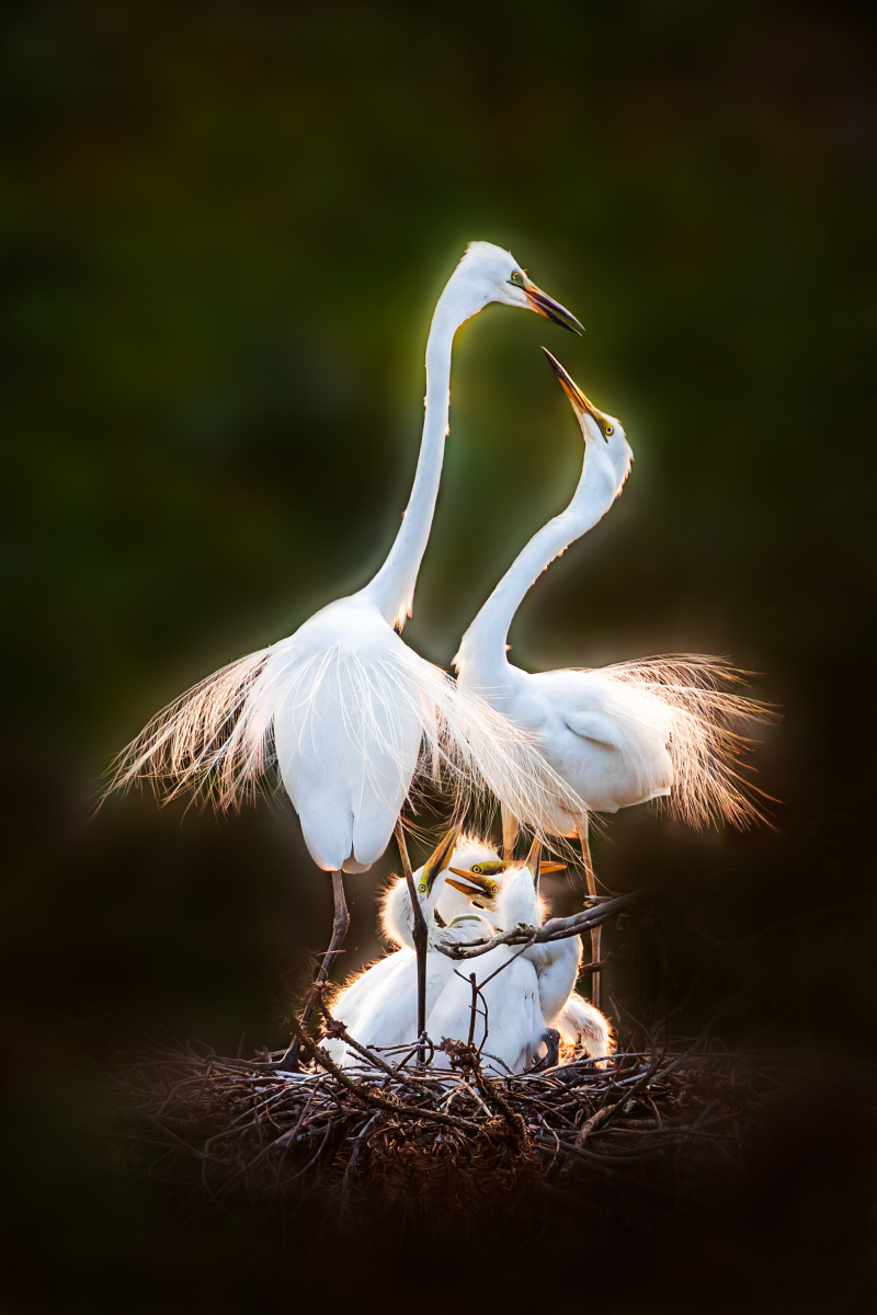 人与自然和谐相处鸟儿也欢愉