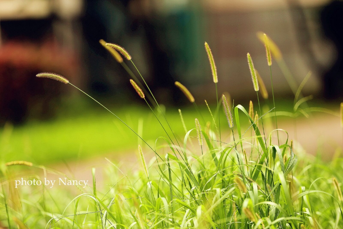 狗尾巴草的夏天