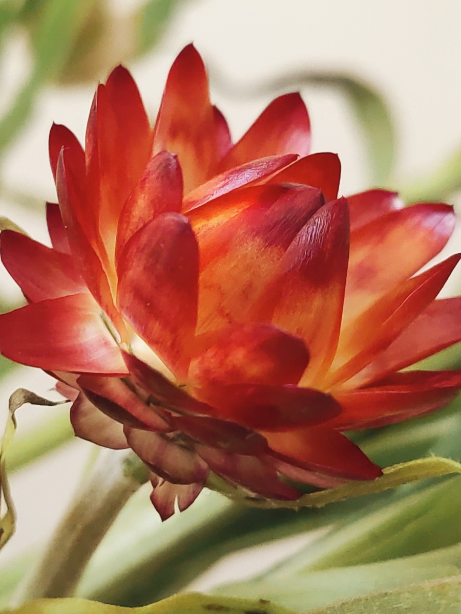 蜡菊- 春之芳菲花卉摄影师 - 图虫