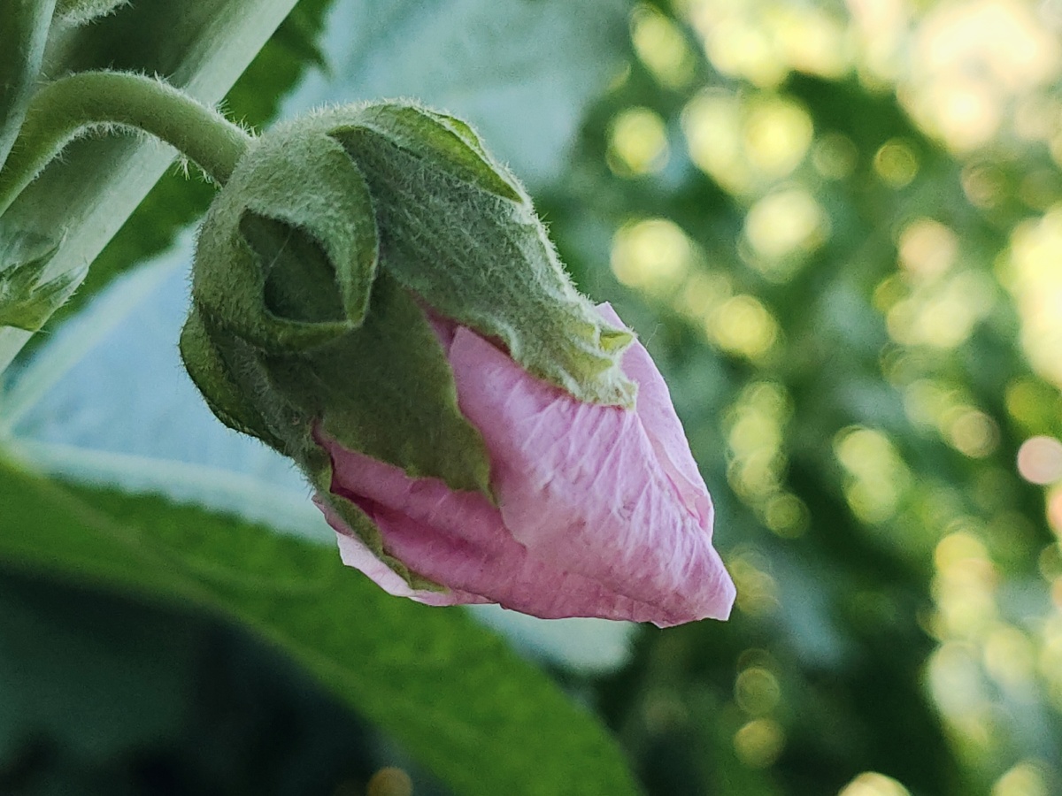 蜀葵花蕾静谧时光