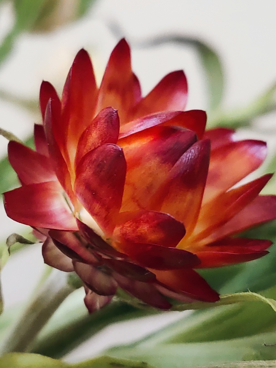 蜡菊- 春之芳菲花卉摄影师 - 图虫