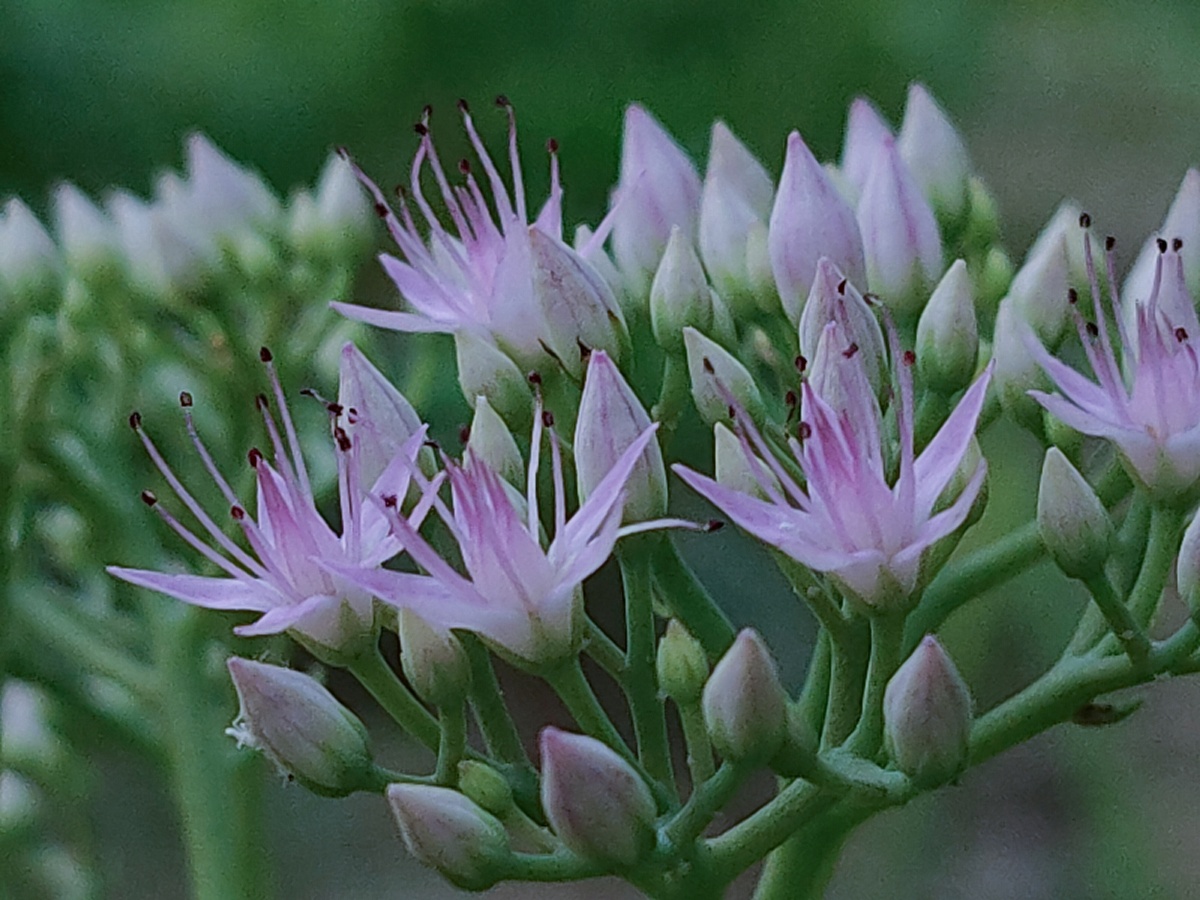 八宝景天生于海拔4501800米的山坡草地或沟边分布于中国朝鲜日本和